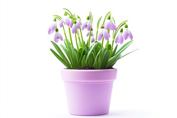 Obraz premium Colorful snowdrop flowers in the pot isolated on a white background