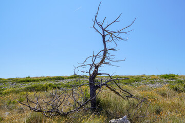 Dead wood on blue backdrop. Single old and dead tree. on blue background.
