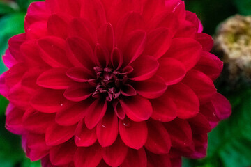 red dahlia flower