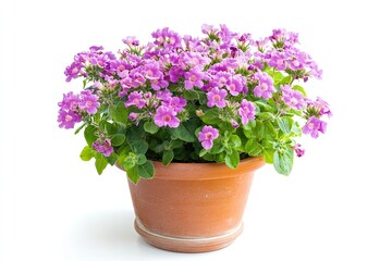 Colorful verbena flowers in the pot isolated on a white background