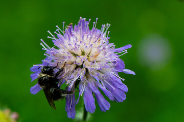 bee on a purple flower