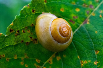 snail on a leaf
