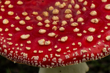 red fly agaric mushroom