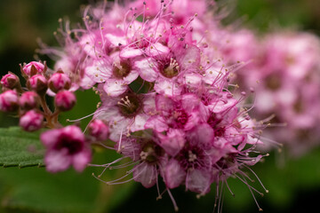 Pink Flower Close Up