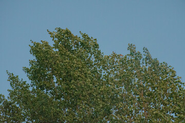 Tree Blowing in Wind