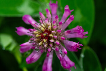 Fototapeta premium Raindrops on Purple Flower