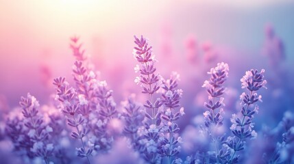 Fototapeta premium Tranquil Lavender to Pale Blue Gradient Background with Serene Vibes