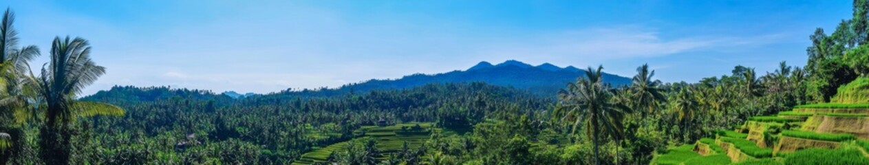 Obraz premium Lush Green Lombok: Pristine Tropical Forests and Terraced Rice Fields Under the Clear Indonesian Sky, Embracing the Natural Beauty of Indonesia's Landscape