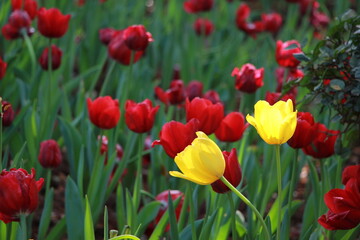 red and yellow tulips
