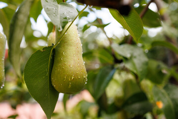 Fresh Pear on a Tree with Water Droplets