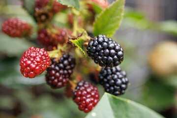 Close-Up of Ripe Blackberries and Raspberries