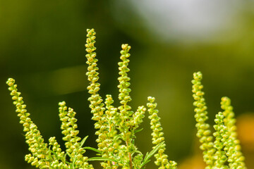 Bush of the ragweed or ambrosia, dangerous allergenic plant