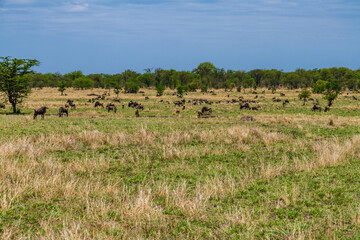 Wildebeests (Connochaetes) at the Serengeti national park, Tanzania. Great migration. Wildlife photo