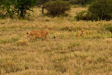 Lion (Panthera leo) resting in a grass. Serengeti national park, Tanzania