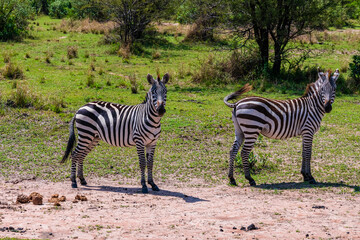 Zebras (Hippotigris) at the Serengeti national park, Tanzania. Wildlife photo