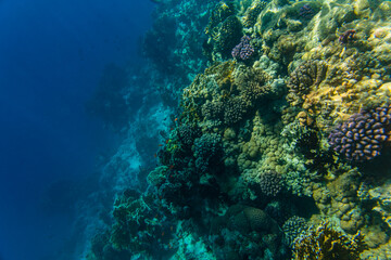 Colonies of the corals and tropical fishes at coral reef in Red sea