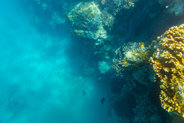 Colonies of the corals at coral reef in Red sea