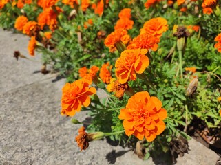Marigold (Tagetes erecta) - orange garden flowers