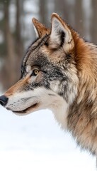 Obraz premium wolf in the snow