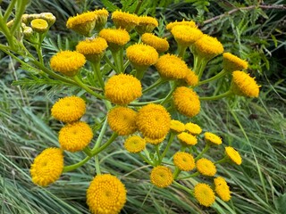 yellow flowers in the garden