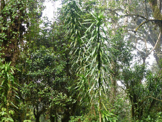 Thick thickets of bushes, trees and grass in the summer old forest. Ecology and botany