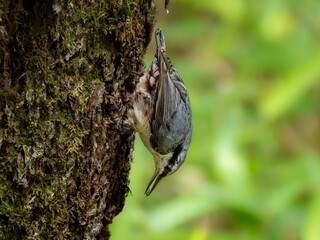 森の中で樹木の幹を移動しながらエサを見つけたゴジュウカラ