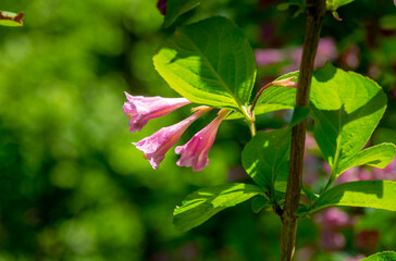 Pink flowers of Weigela praecox plant close-up in garden