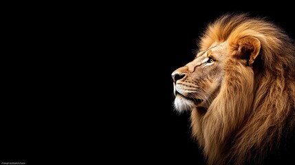 Fototapeta premium Side profile of a majestic lion with a luxurious mane