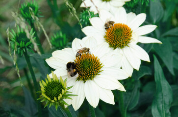 Obraz premium Honey bee covered in pollen in the middle of a yellow and white daisy