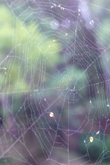 spider web in nature close up