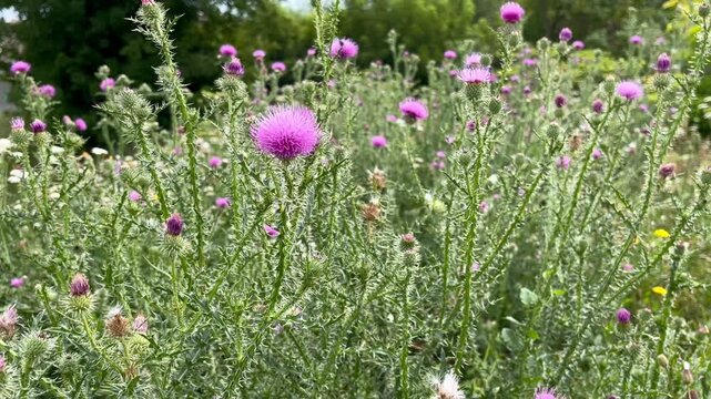 purple flowers of welted thistle (Carduus acanthoides) grow on the lawn
