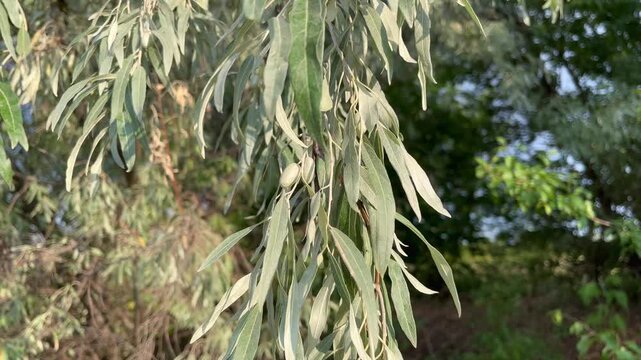 Loch ordinary (Elaeagnus angustifolia L., wild olive tree, djidda, jide, pshat, igda)
