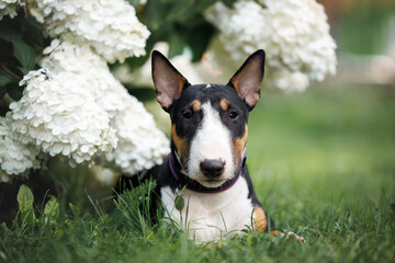 cute miniature bull terrier puppy lying down on grass next to huge white hortensia flowers