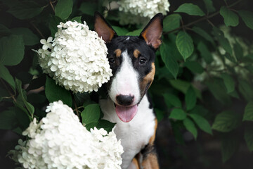 happy miniature bull terrier puppy portrait with white hydrangea flowers