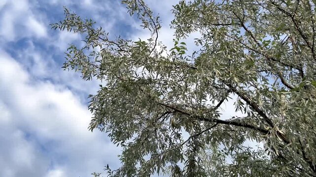 Loch ordinary (Elaeagnus angustifolia L., wild olive tree, djidda, jide, pshat, igda)