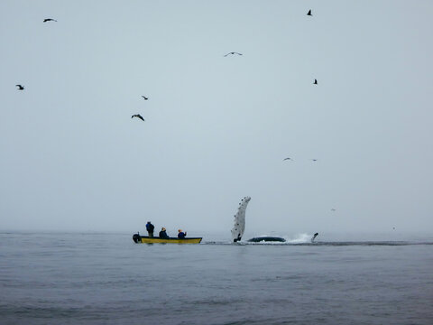 A humpback whale feeding on anchovies approaches fisherman on a skiff near Santa Cruz, California.