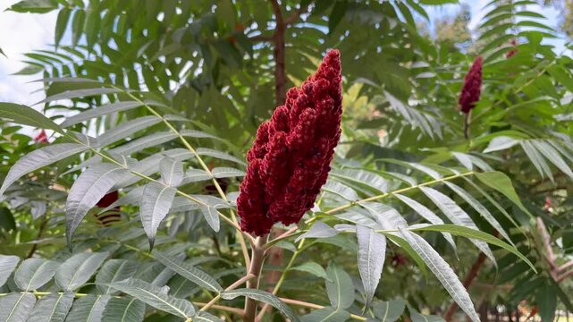 Deer-horned sumac, or Fluffy sumac, Acetic tree, short-haired sumac, large virgin sumac (Rhus typhina)