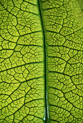 Obraz premium 3D Visualization, Leaf Molecules, Microscopic World, Nature, Green, Organic, Detailed, Science, Abstract, Vibrant.