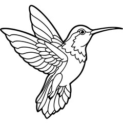 Fototapeta premium Detailed Line Art of a Hummingbird