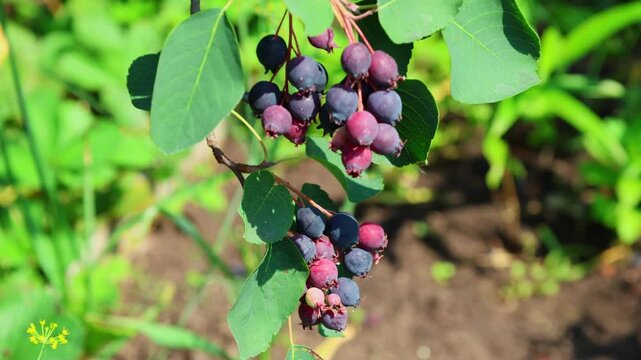 Close-up of a bunch of ripe berries of the Amelanchier