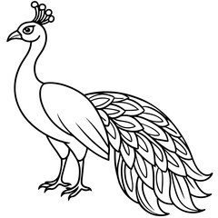 Fototapeta premium Detailed Line Art of a Majestic Peacock
