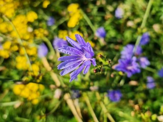 blue and purple flowers, Cichorium intybus, chicorei