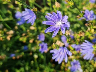 Cichorium intybus wild chicorei