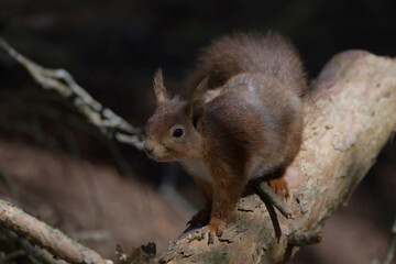 A Red Squirrel