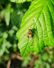 Fly on leaf, Eristalis nemorum