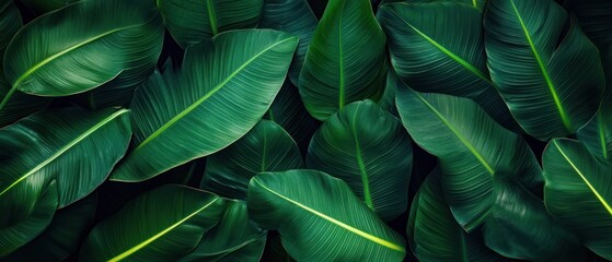 Lush Green Tropical Leaves with Prominent Veins