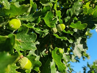 Acorns on a oaktree
