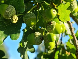 acorn on tree