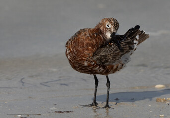 Curlew Sandpiper preening in breeding plumage at Busaiteen coast of Bahrain