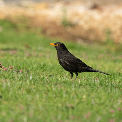 Obraz premium A Blackbird on a Lawn